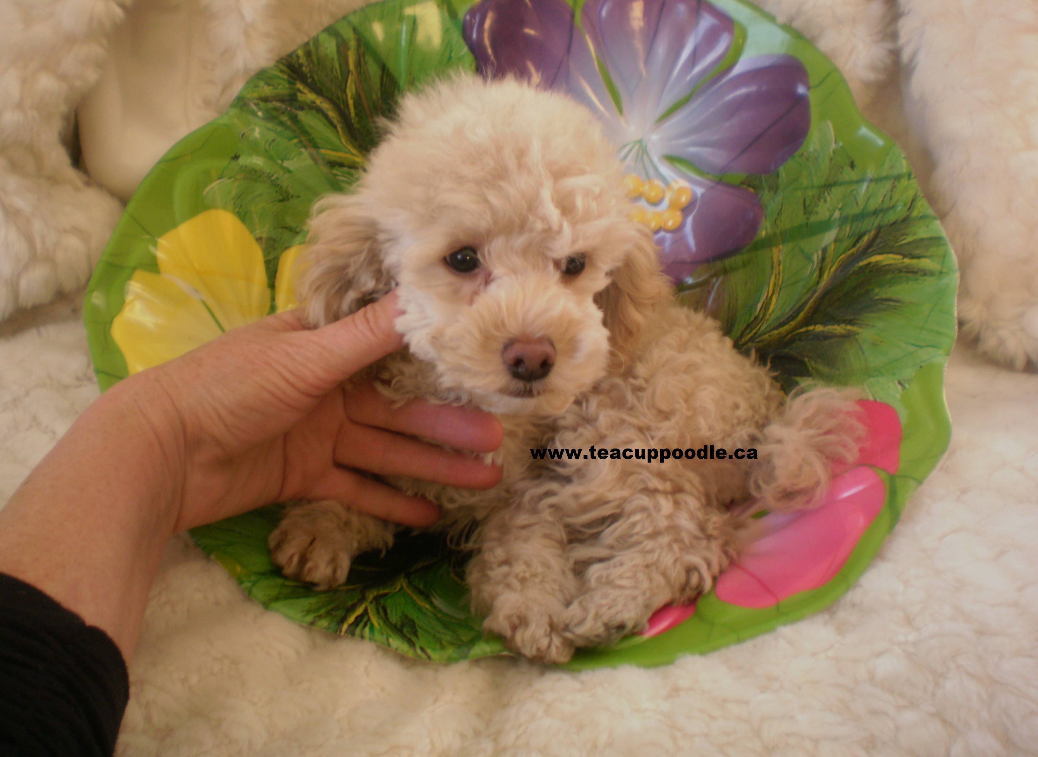 OLDER TEACUP/TINY TOY POODLE PUPPIES AVAILABLE