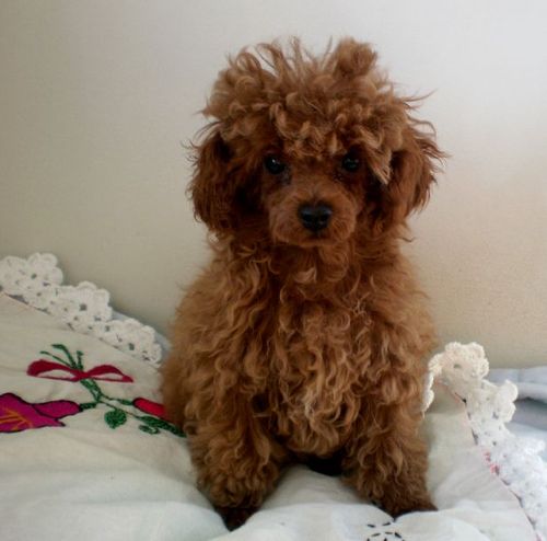 Teacup Poodle Apricot