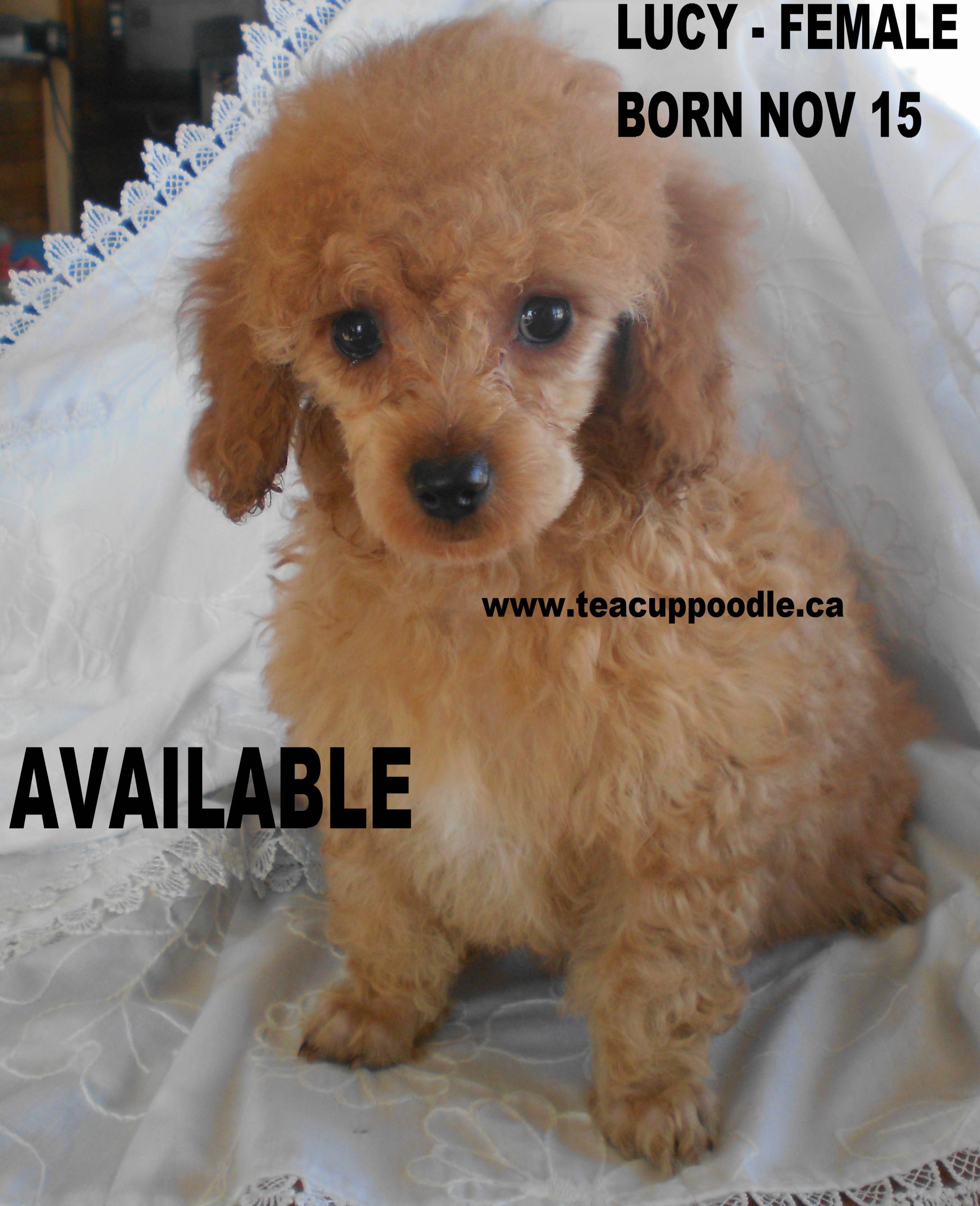 'TEACUP POODLES PICTURES,HAPPY OWNERS'